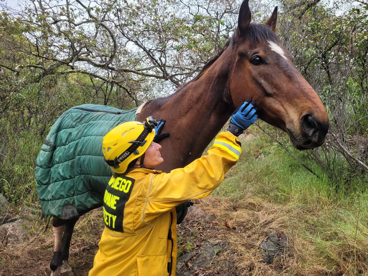 Horse Rescued Following 100-Foot Fall Down San Diego Hillside