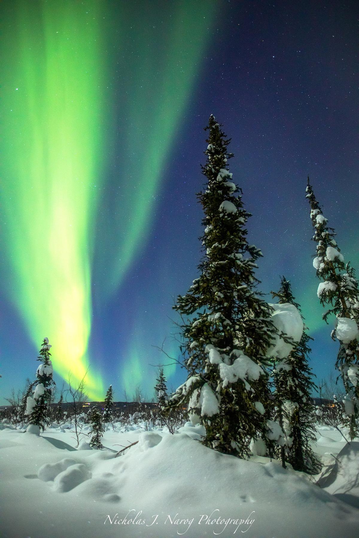 Green auroras dance over snowy woods. (Courtesy of <a href="https://www.instagram.com/nicholas_j._narog_photography/">Nicholas J. Narog Photography</a>)