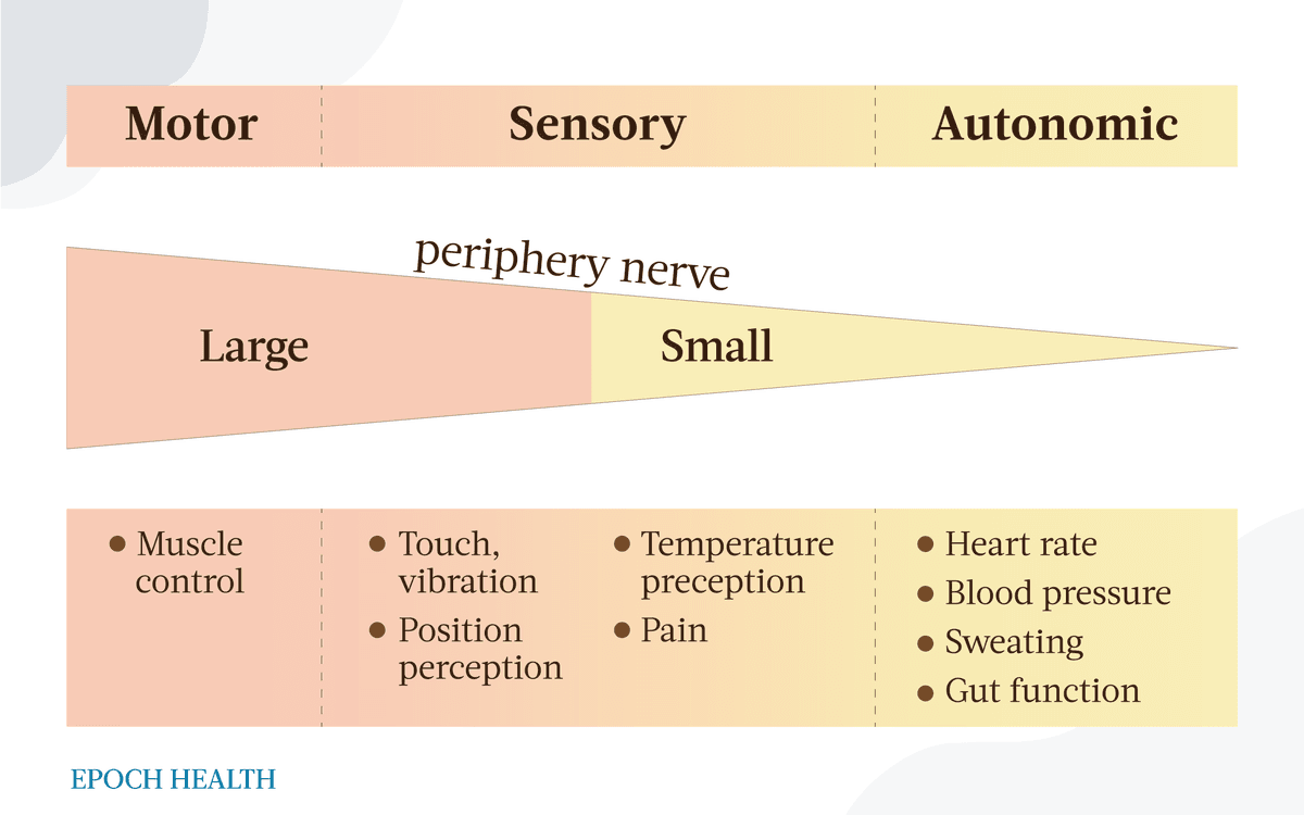 Functionals of peripheral nerves. Source: Cassellini, Carolina & Vinik, Aaron (2007), 'Clinical manifestations and current treatment options for diabetic neuropathies', Endocrine Practice, vol. 3, no. 5, pp. 550-566. (The Epoch Times)