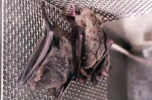 Bats in a cage at the Wuhan Institute of Virology in Wuhan, Hubei Province, China, in a 2017 video. (Screenshot)