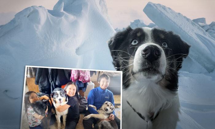 Australian Shepherd Pet Treks 150 Miles Across Bering Sea Ice—Returned to Home in Alaska After Month