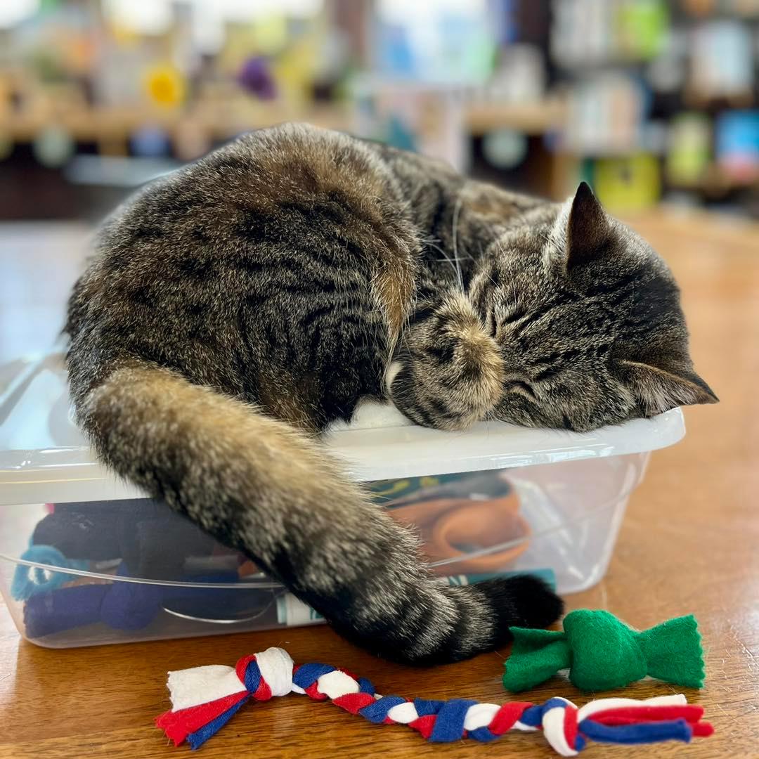 Story, the Unicoi County library's cat, was treated to a birthday party late last month with cake, crafts, and catnip. (Courtesy of Suzy Bomgardner)