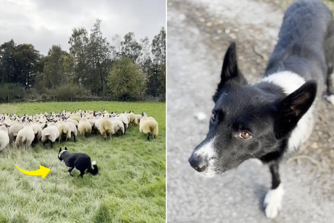VIDEO: Missing Injured Sheepdog Who Had His Leg Amputated Gets Happily Back to Work