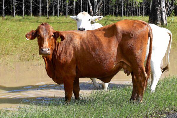 Cattle in Lismore, New South Wales, Australia, on March 1, 2022. (SAEED KHAN/AFP via Getty Images)