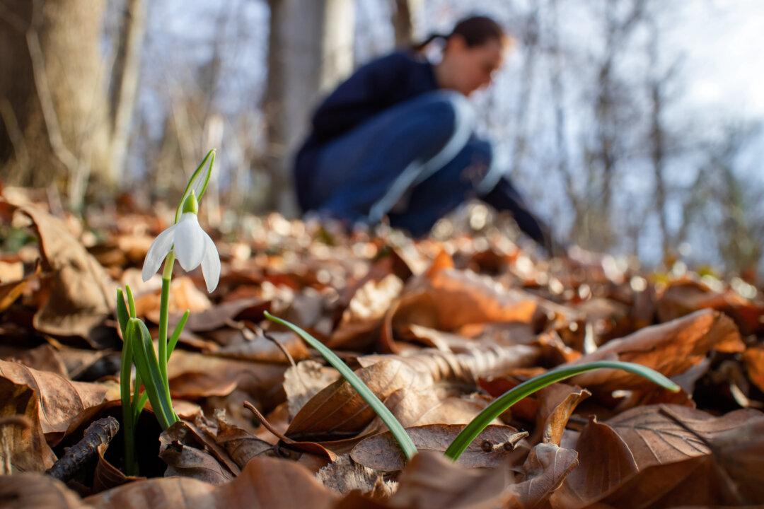 How Plants Can Change Your State of Mind