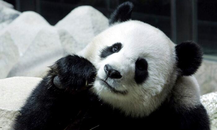 Chinese Panda on Long-Term Loan to Thailand Dies Suddenly