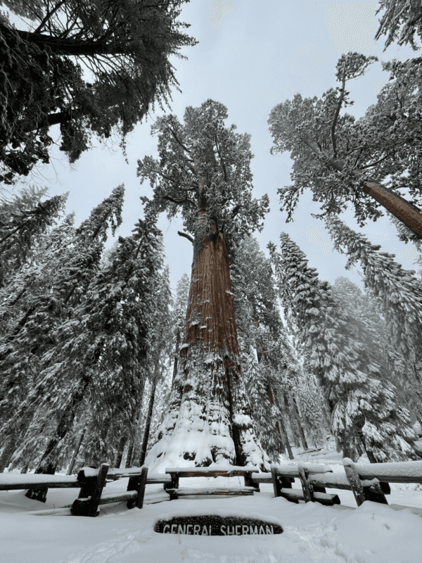 General Sherman is seen in the Giant Forest of Sequoia National Park in Tulare County, Calif., on Jan. 1, 2023. (Sophie Li/The Epoch Times)