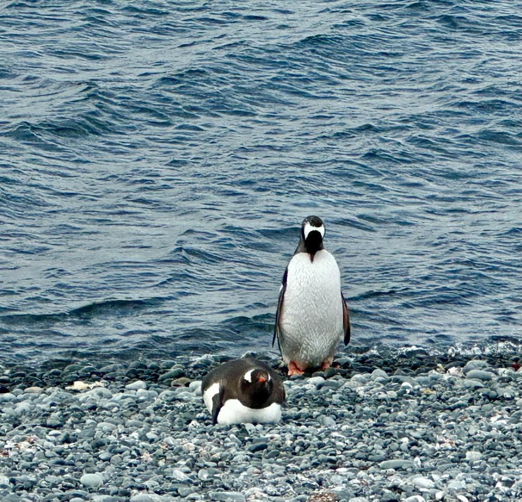 Gentoo penguins at Halfmoon Island, Antarctica. (Courtesy of Around the World at 80)