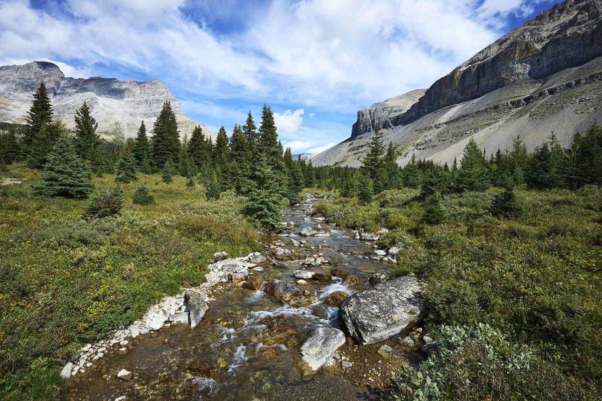 ‘Reckless’: Alberta Judge Fines BC Man $6,000 for Catching Trout in National Park