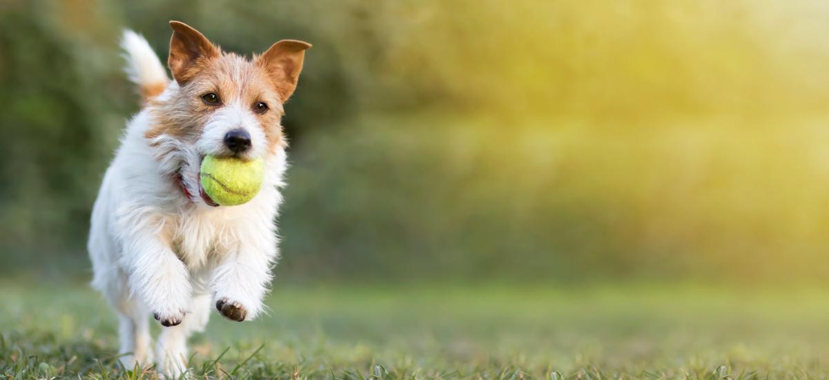 Don’t Let Dogs Chew Bones or Tennis Balls