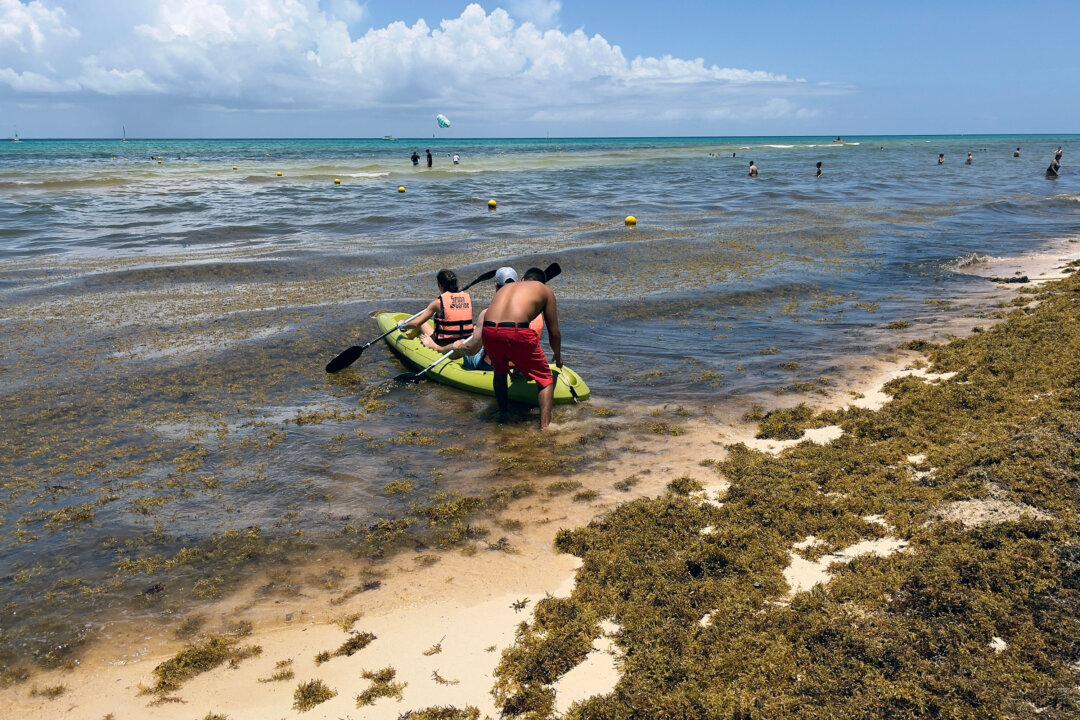 Mexico, Caribbean, Florida All Expecting Summer Influx of Sargassum Seaweed