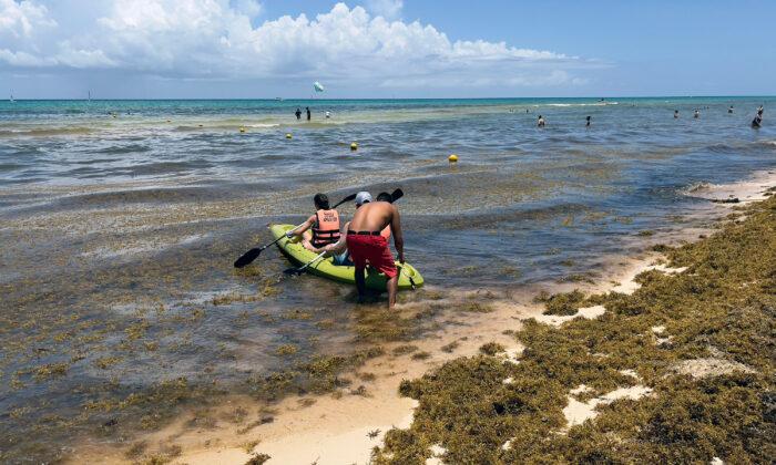 Mexico, Caribbean, Florida All Expecting Summer Influx of Sargassum Seaweed