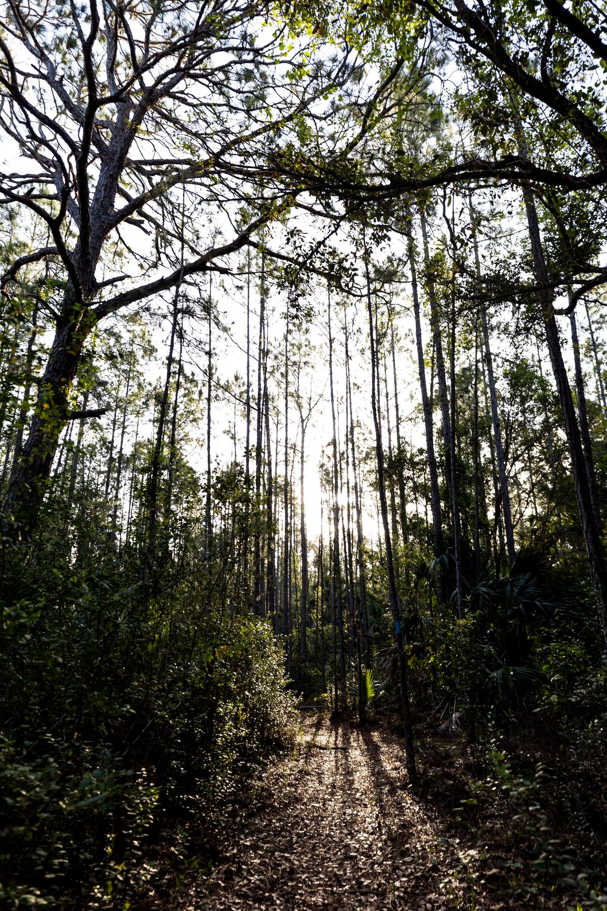In this March 22, 2023 photo, Charles H. Bronson State Forest offers miles of hiking trails and thousands of acres of conservation land east of Orlando, Florida. (Patrick Connolly/Orlando Sentinel/TNS)