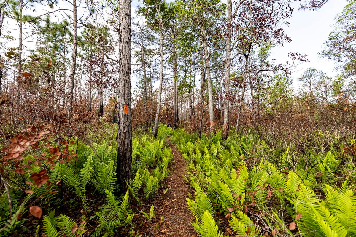 In this March 22, 2023 photo, Charles H. Bronson State Forest offers miles of hiking trails and thousands of acres of conservation land east of Orlando, Florida. (Patrick Connolly/Orlando Sentinel/TNS)