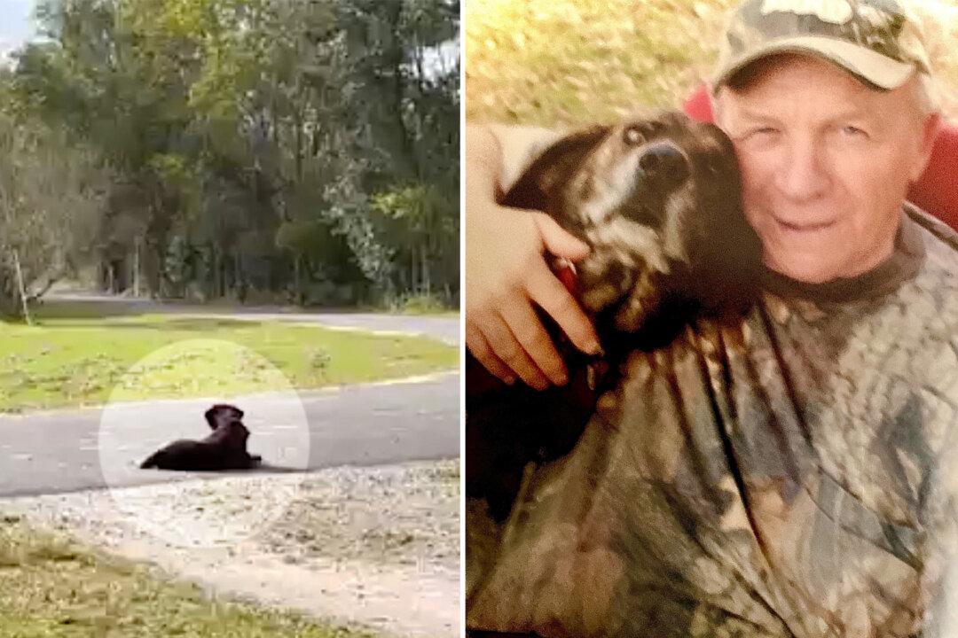 ‘He’s Now Reunited With Dad’: Loyal Dog Who Sat on the Driveway for 7 Years Waiting for Late Owner, Dies