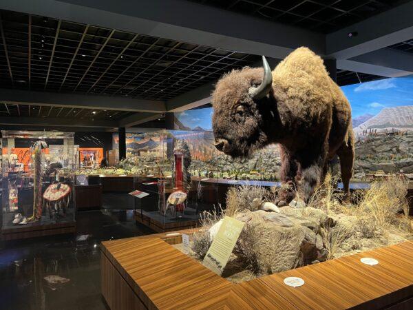 A bison highlights the entry into the Spirit of the Old West gallery. (Courtesy of Karen Gough)