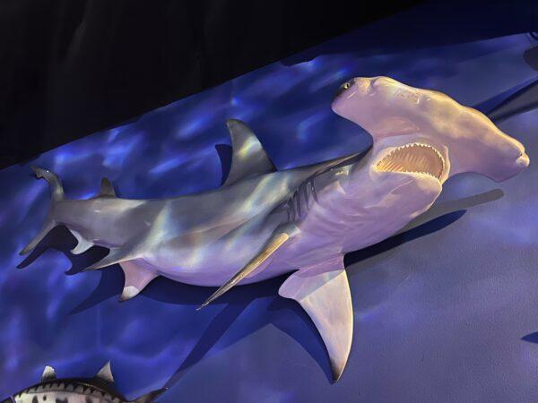 A hammerhead shark glides through the World of Nature undersea exhibit. (Courtesy of Karen Gough)