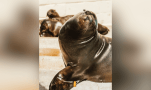 Rescued Sea Lion ‘Freeway’ Euthanized by SeaWorld San Diego