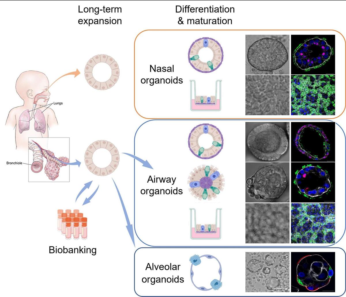 Omicron BA.5 Insights: New Model Reveals Primary Cause for High Infection Rates