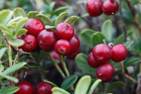 <span class="caption">Cranberries are a native fruit of North America. (Shulevskyy Volodymyr/Shutterstock)</span>