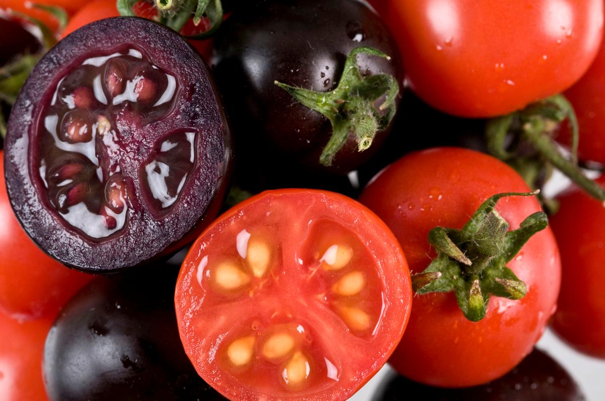 New Purple Tomato Reaching Grocery Shelves This Year