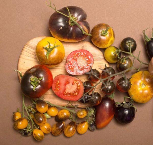 The first purple tomatoes produced by agriculture Prof. Jim Myers. (Oregon State University)