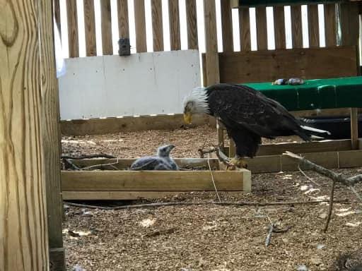 Murphy the bald eagle meeting the eaglet for the first time. (Courtesy of World Bird Sanctuary)