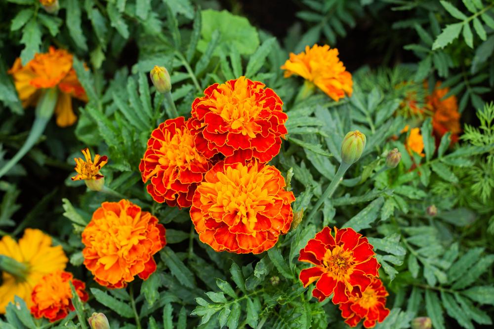Marigolds benefit a host of garden vegetables and, as truly "neutral companions," don't bring harm to any. (FunFamilyRu/Shutterstock)