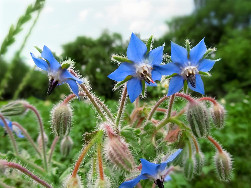 Borage not only benefits tomatoes, cabbage, squash, and strawberries, but also attracts bees to help pollinate other plants. (ioanna_alexa/Shutterstock)