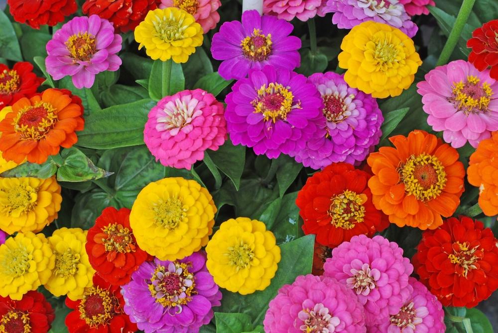 Hummingbirds flock to zinnias, which also serve as a trap crop for beetles, worms, flies, and other unwanted insects. (unverdorben jr/Shutterstock)
