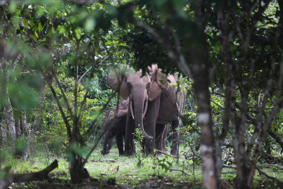 Battle Lines Forming in Nigeria as Residents and Animals Compete for Space and Resources