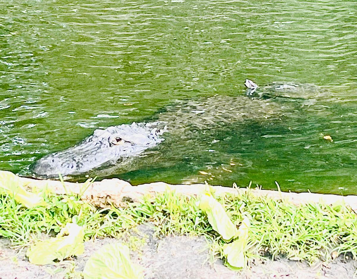 Facebook user Tracy Lasita photographed this picture of a turtle riding an alligator taken in Busch Gardens in April. (Courtesy of Tracy Lasita)