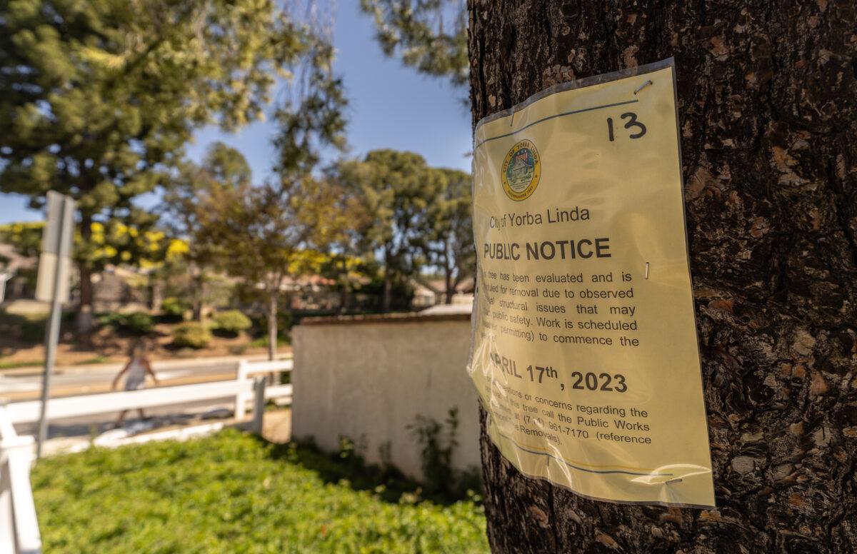 Pine trees are yellow-tagged to be cut down in Yorba Linda, Calif., on April 21, 2023. (John Fredricks/The Epoch Times)