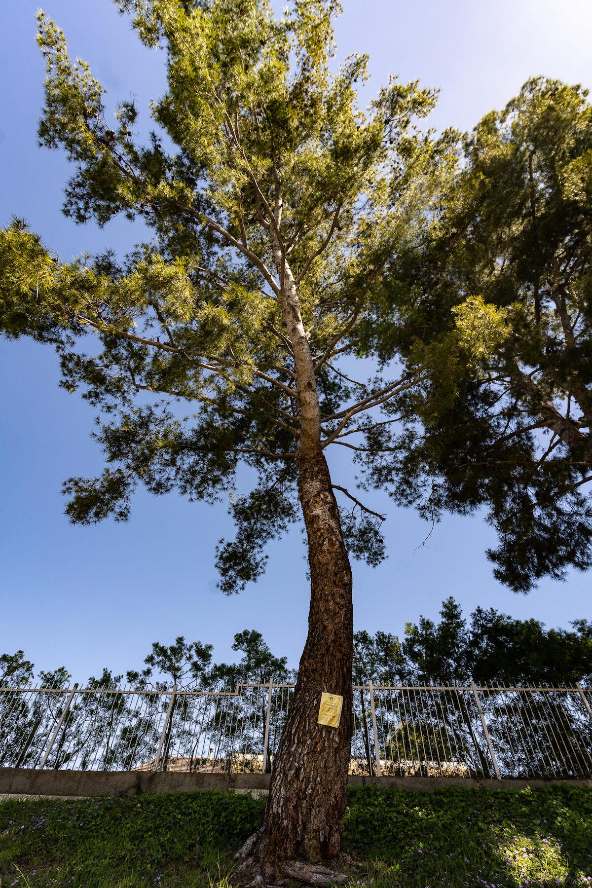 Pine trees are yellow-tagged to be cut down in Yorba Linda, Calif., on April 21, 2023. (John Fredricks/The Epoch Times)