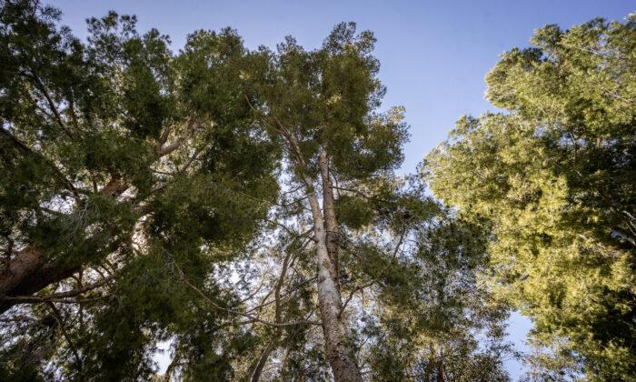Yorba Linda Plans to Cut Down 40-Year-Old Pine Trees Despite Complaints