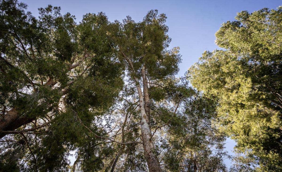 Yorba Linda Plans to Cut Down 40-Year-Old Pine Trees Despite Complaints