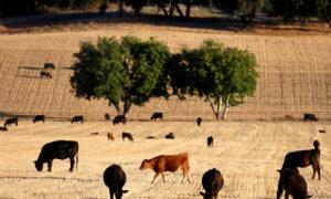 IN-DEPTH: Ranchers’ Independence Fades as Corporations Expand Control of Food Supply