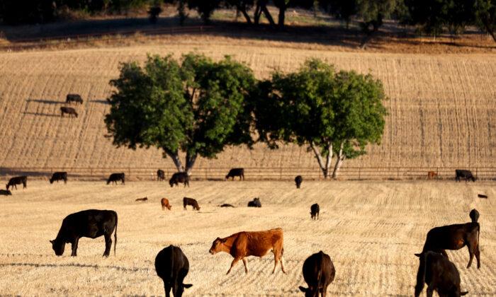 IN-DEPTH: Ranchers' Independence Fades as Corporations Expand Control of Food Supply