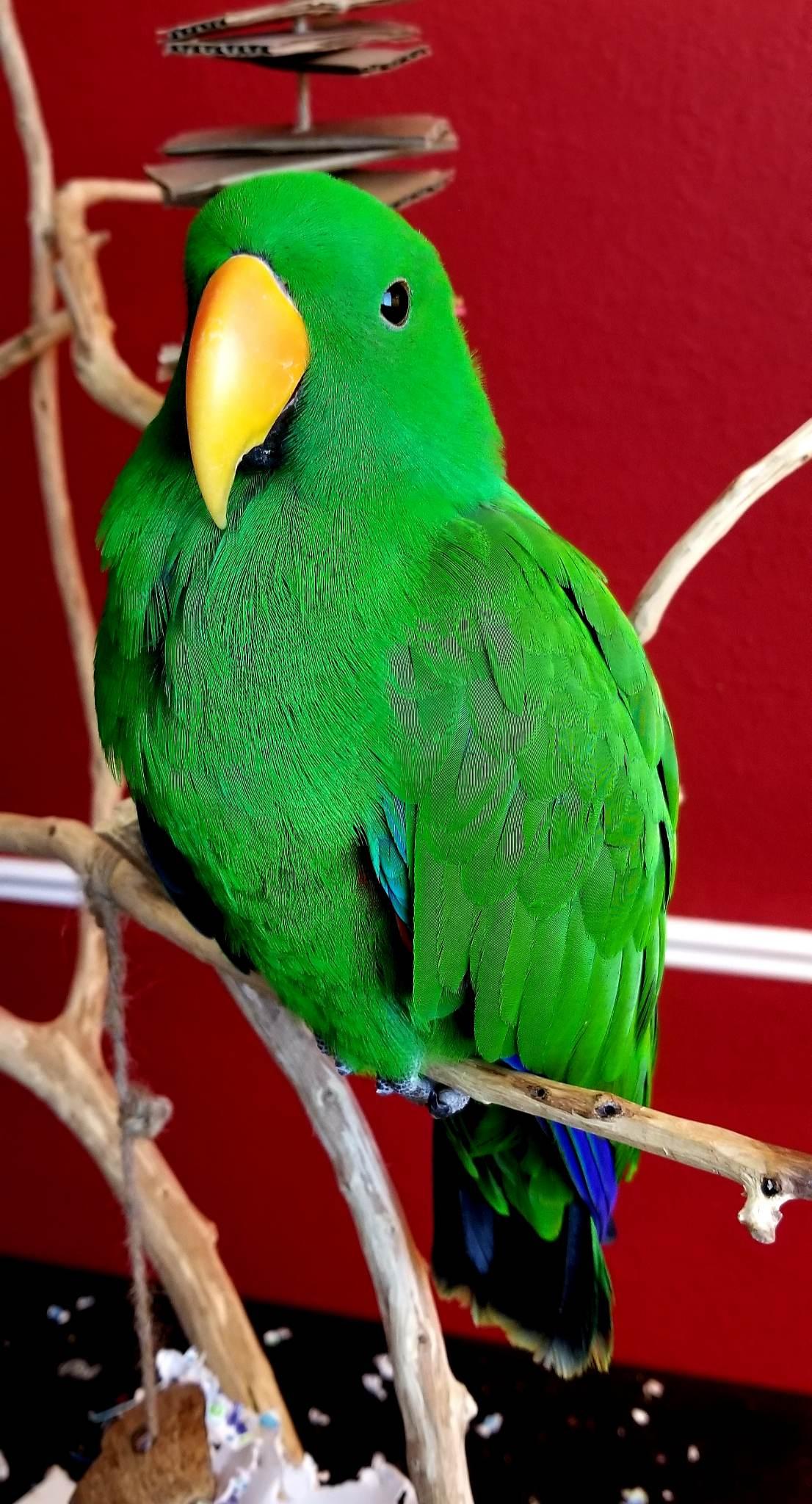 Tiki the Solomon Island eclectus parrot. (Courtesy of Brent Chadwell)