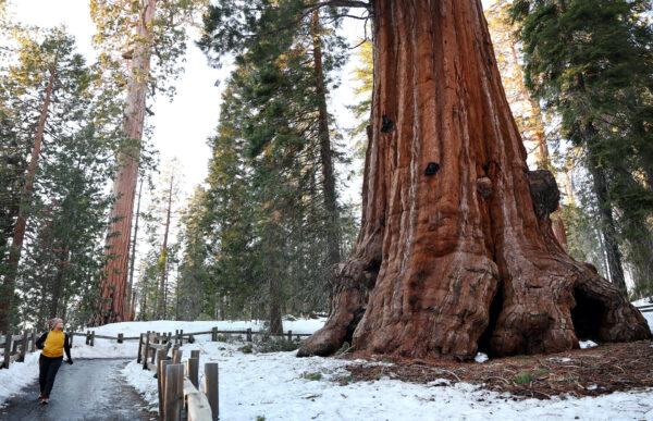 A person walks near giant sequoia trees in Grant Grove in Kings Canyon National Park, Calif., on February 19, 2023. (Mario Tama/Getty Images)