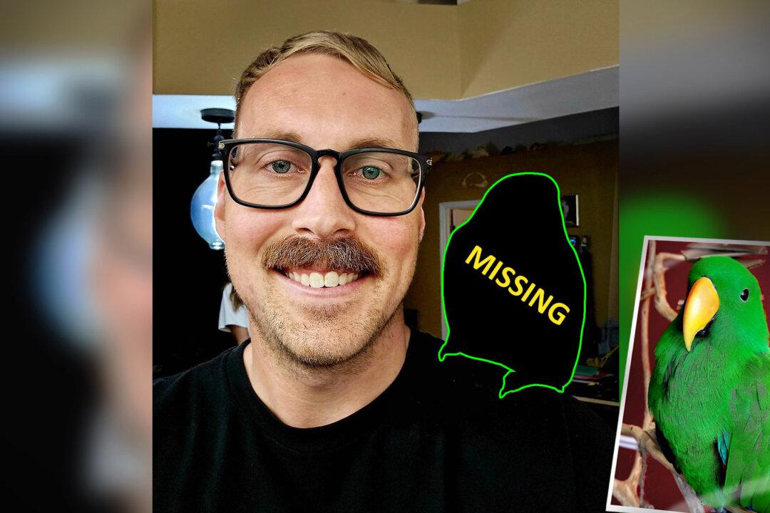 Lost Talking Parrot Reunites With Worried Owner After ‘Asking’ For Fla. Neighbor’s Help: ‘Peekaboo’