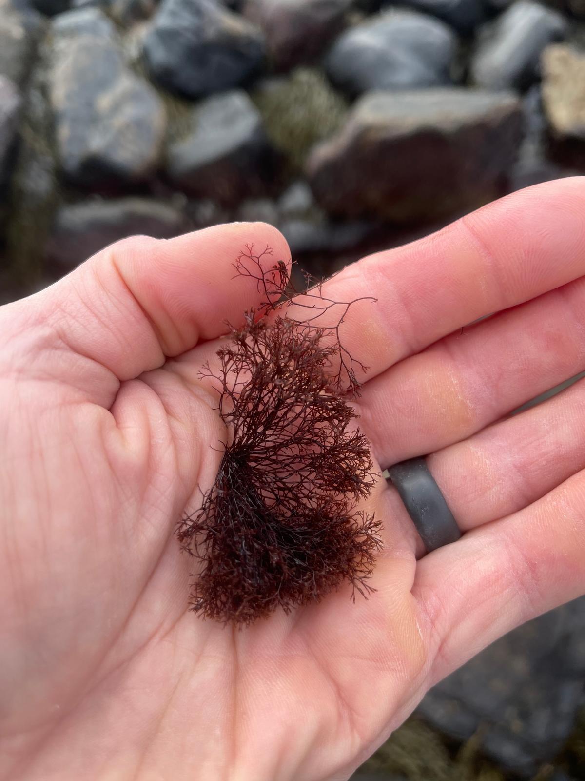 Foraged sea truffle, a red algae reminiscent of black truffles, from the New England coast. (Evan Hennessey)