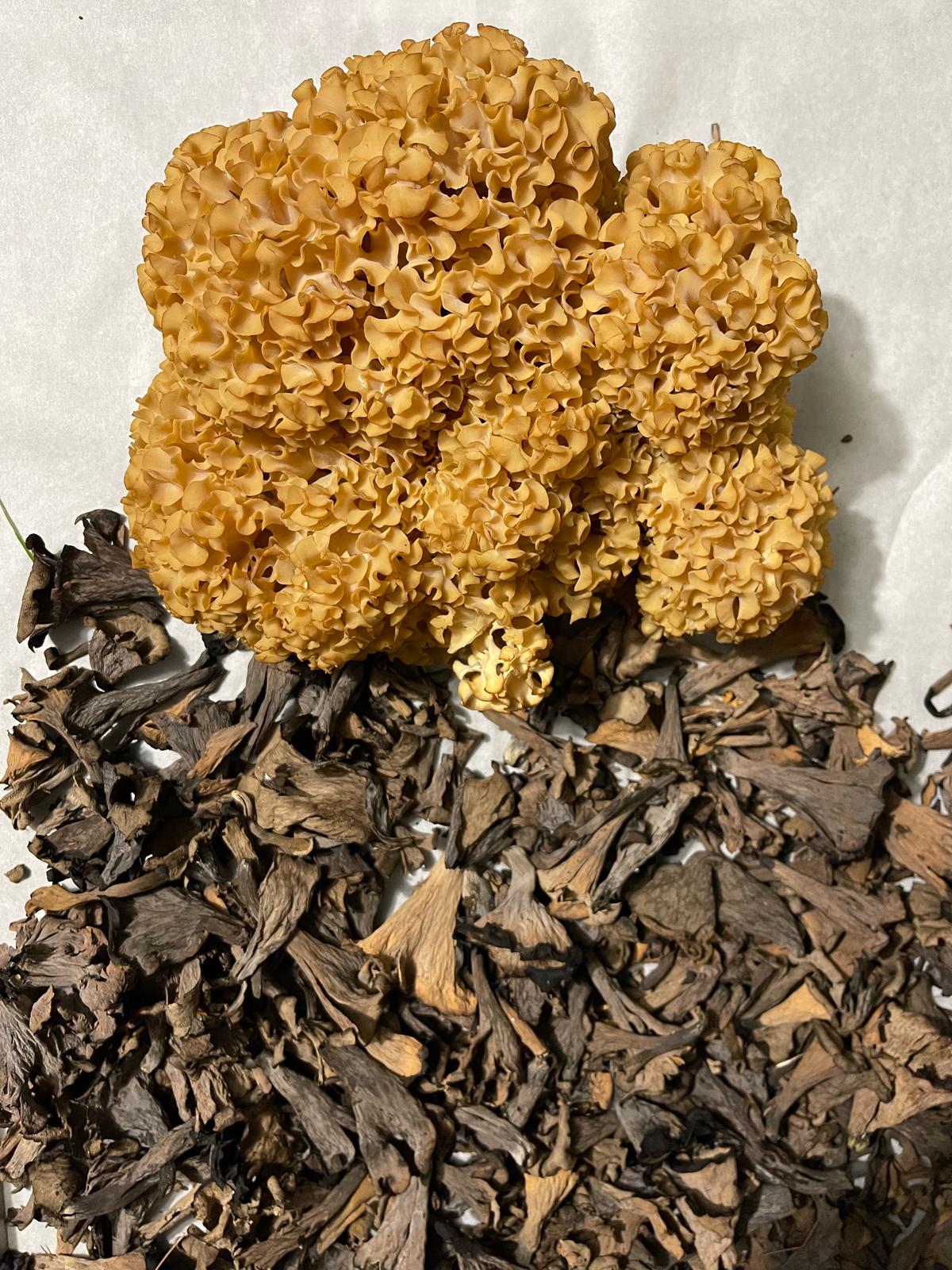 A collection of dried locally foraged fungi. (Evan Hennessey)