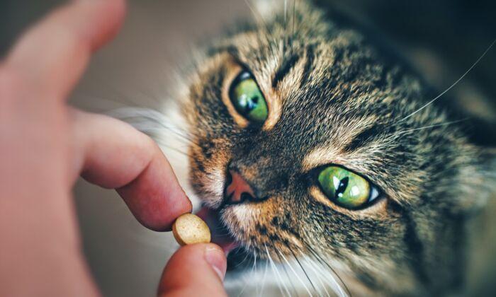 Many Ways to Get Medications Into Cats