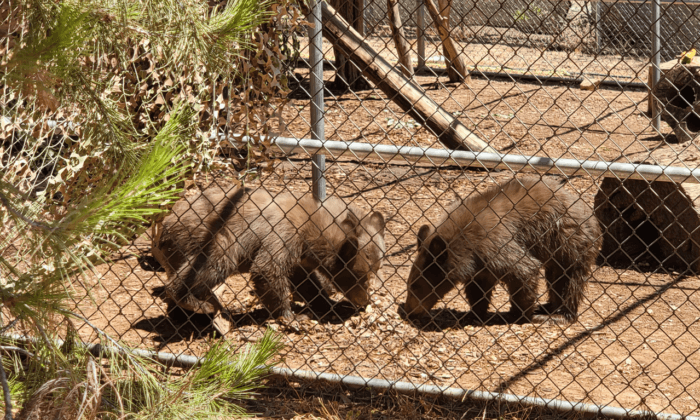 3 Orphaned Bear Cubs Rehabilitated and Returned to San Bernardino National Forest