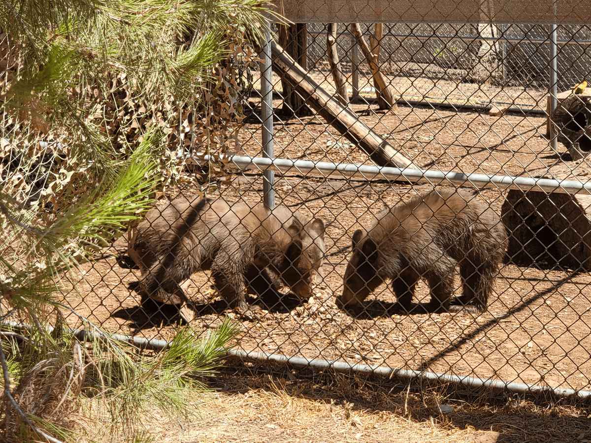 3 Orphaned Bear Cubs Rehabilitated and Returned to San Bernardino National Forest