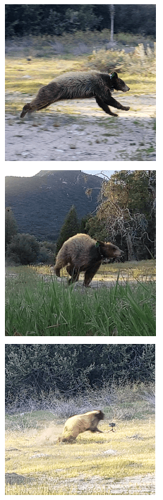 Three bear cubs are being rehabilitated and returned to the San Bernardino National Forest on April 26, 2023. (Courtesy of San Diego Humane Society)
