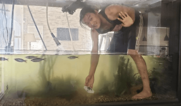 Luke Wang of Vast Aquacaping is seen maintaining a Bay Area client’s 700-gallon freshwater aquarium. (Courtesy of Luke Wang)