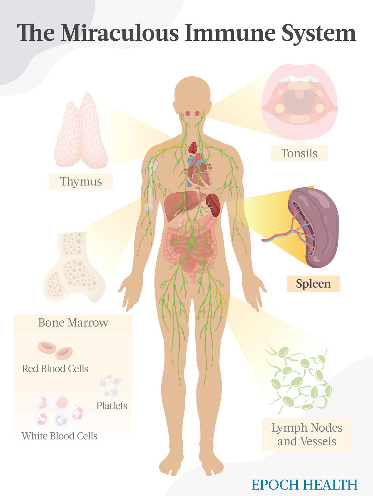 The Miraculous Immune System—Spleen (The Epoch Times)