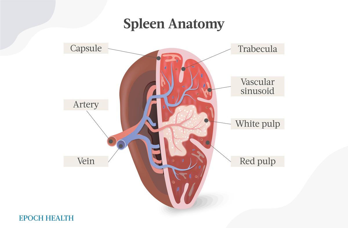 The Structure of Human Spleen (The Epoch Times)